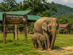  Chitwan Sightseen (Canoeing, Elephant Breeding Center, Jeep Safari)