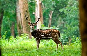 Mysore – Bandipur National Park(80 km / 2–2.5 hours)