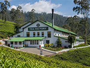 Ooty Local Sightseeing – Gardens, Lake & Viewpoints
