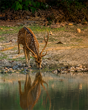 Sundarban Tiger Reserve – Kolkata(Back)