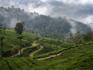 Ooty Excursion – Pykara, Pine Forest & Romantic Landscapes