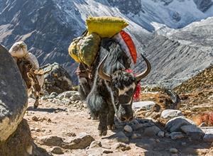 Kathmandu Sightseen( Mt. Everest Scenic Flight - Chandragiri Hills - Swayambhunath - Kathmandu Durbar Square)
