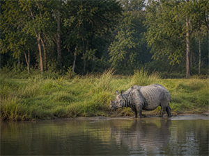  Karnali River Safari – Afternoon Jeep Safari