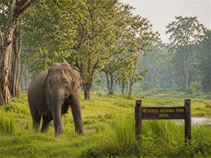 Bardiya National Park – Jungle Activities 