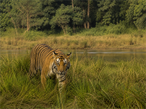  Karnali River Safari – Afternoon Jeep Safari