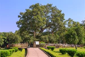  Lumbini - Shravasti